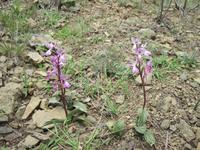 zarte Blumen am Wegesrand