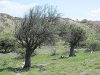 Pissouri-Wanderung - Olivenhain - unser Rastplatz