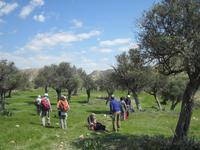 Pissouri-Wanderung - Olivenhain - unser Rastplatz