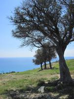 Pissouri-Wanderung - Olivenhain - unser Rastplatz