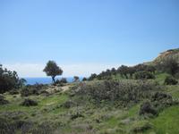 Pissouri-Wanderung - Olivenhain - unser Rastplatz