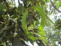 Pissouri-Wanderung - Johannisbrotbaum