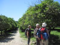 In der Zitrusplantage