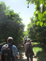 In der Zitrusplantage