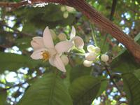 In der Zitrusplantage