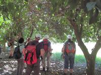 In der Zitrusplantage