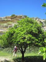 In der Zitrusplantage