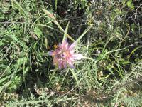 Blümchen am Wegesrand