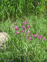 Blümchen am Wegesrand