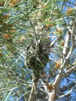 Prozzesionsraupennester