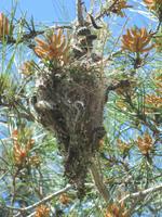 Prozzesionsraupennester