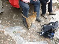 Mietze am Kaledonia Wasserfall