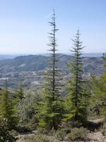 Zedern, im Hintergrund das Dorf Kyperounta