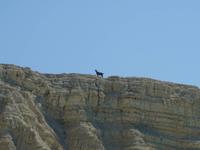 aufmerksamer Beobachter