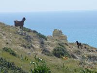 aufmerksamer Beobachter