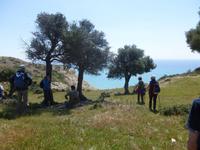 Rast unter Olivenhainen