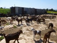 aufmerksame Beobachter