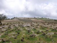 In den Weinplantagen von Chrysorrogiatissa
