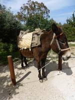 auf der Akamashalbinsel