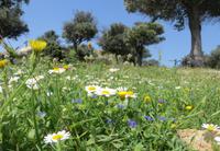 Rast zwischen Blumen und Olivenbäumen