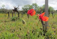 Mohn und Reben