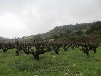 Wanderung zwischen Weinreben