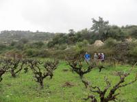 Wanderung zwischen Weinreben