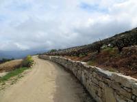 Wanderung zwischen Weinreben