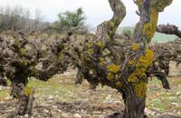 Wanderung zwischen Weinreben