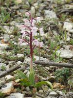 Orchidee Orchis Morio