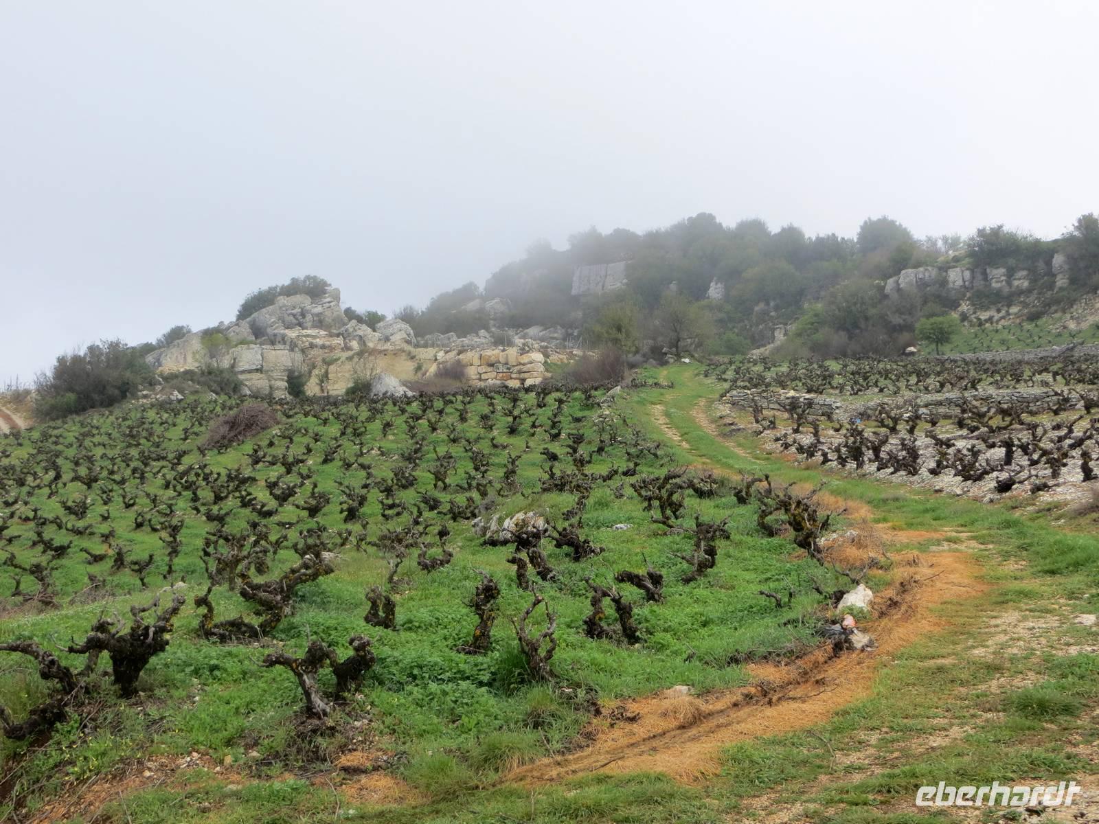 Wanderung zwischen Weinreben