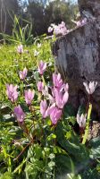 Alpenveilchen auf dem Adonis Nature Trail