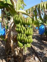 Bananenplantage 