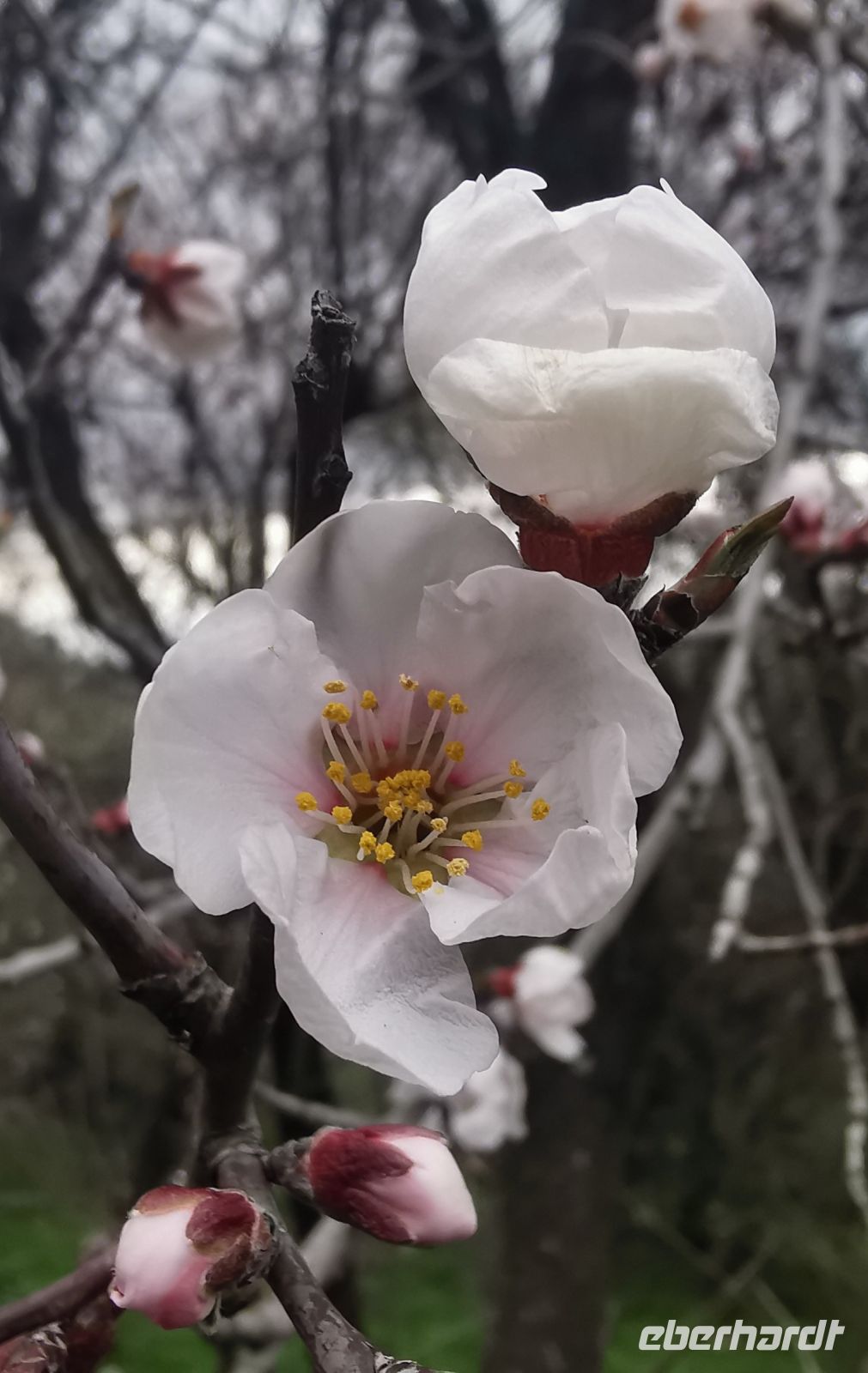 Blüten des Mandelbaumes