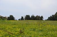Blütenpracht