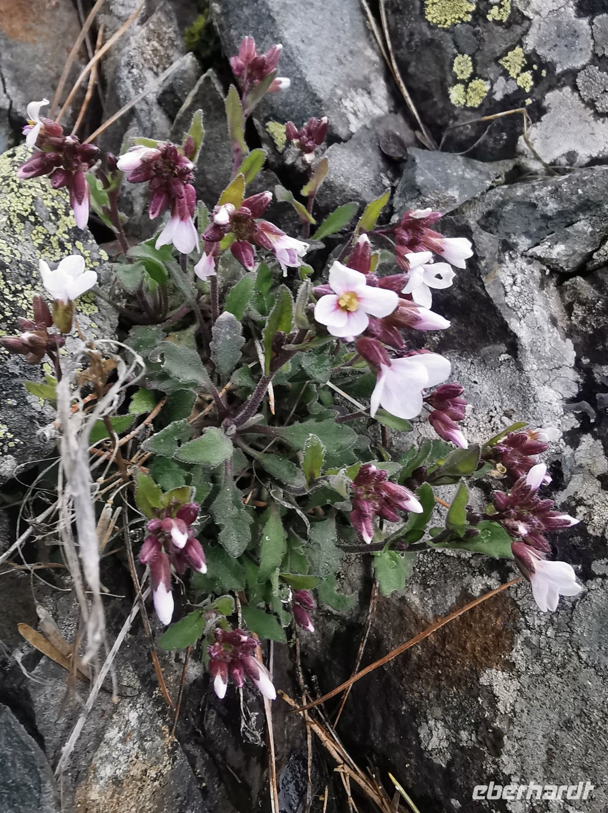 Blumen am Wegesrand, Trodosgebirge