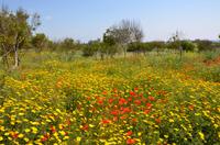 Blumenwiese in Paphos