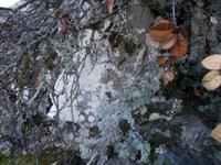 DSCN2121 Natur