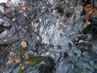 DSCN2122  Flechten