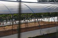 Erdbeerplantage