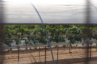Erdbeerplantage