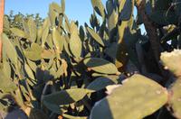 Kakteen in Paphos