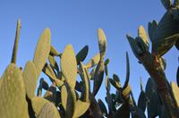Kakteen in Paphos