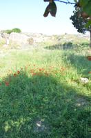 Mohnblumen