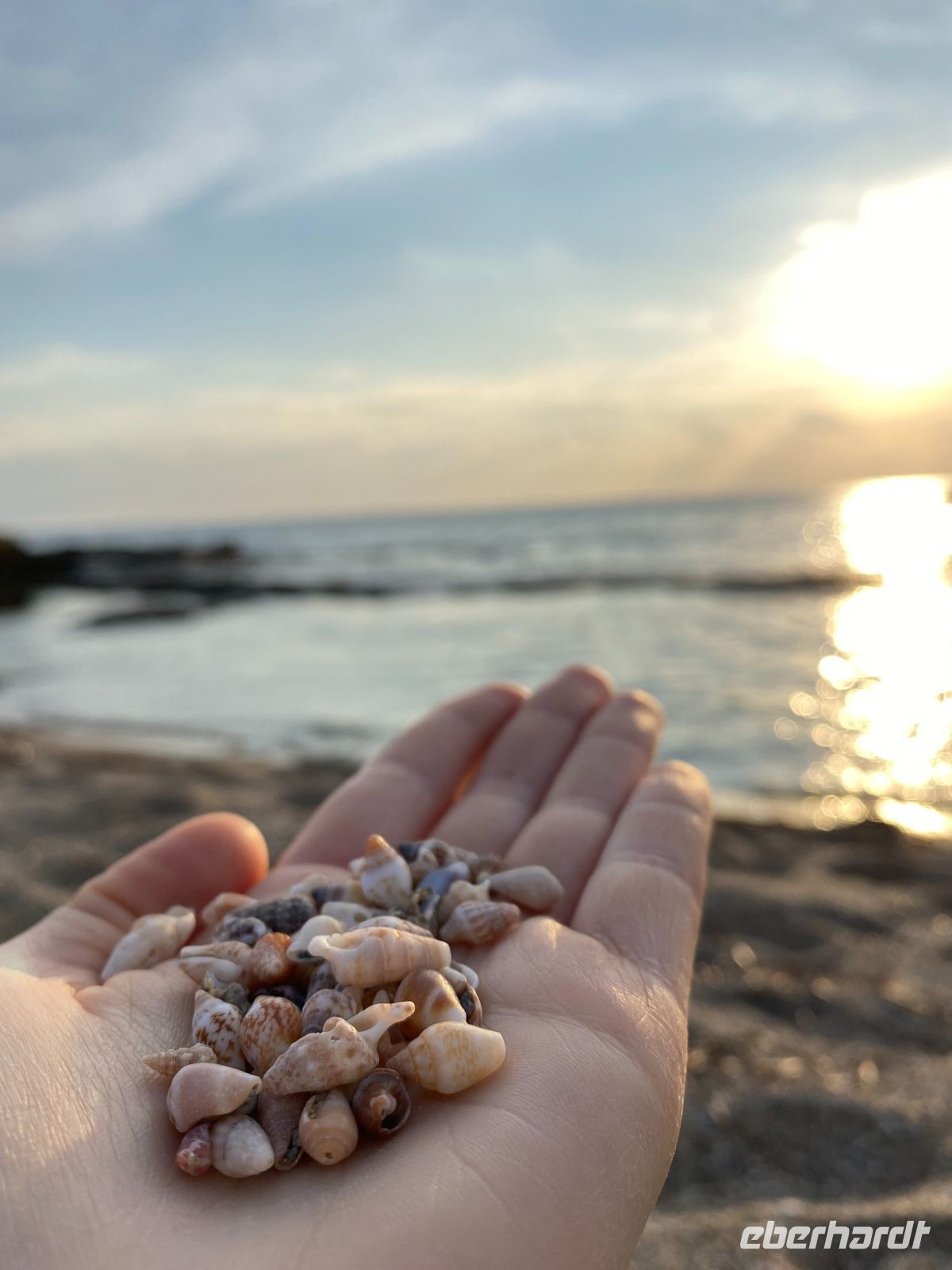 Muscheln auf Zypern