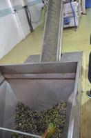 Olivenpresse