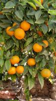 Orangenbaum in Paphos, und hier fällt es ebenfalls schwer, zu widerstehen