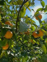Orangenbaum