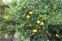 Pampelmusenbaum 