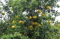 Pampelmusenbaum 